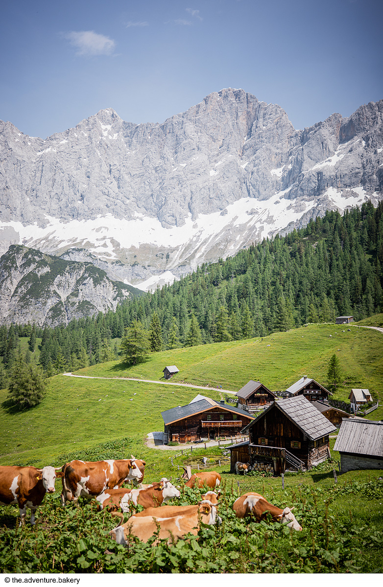 Trek Safari - King Dachstein Trail pro běžce 20